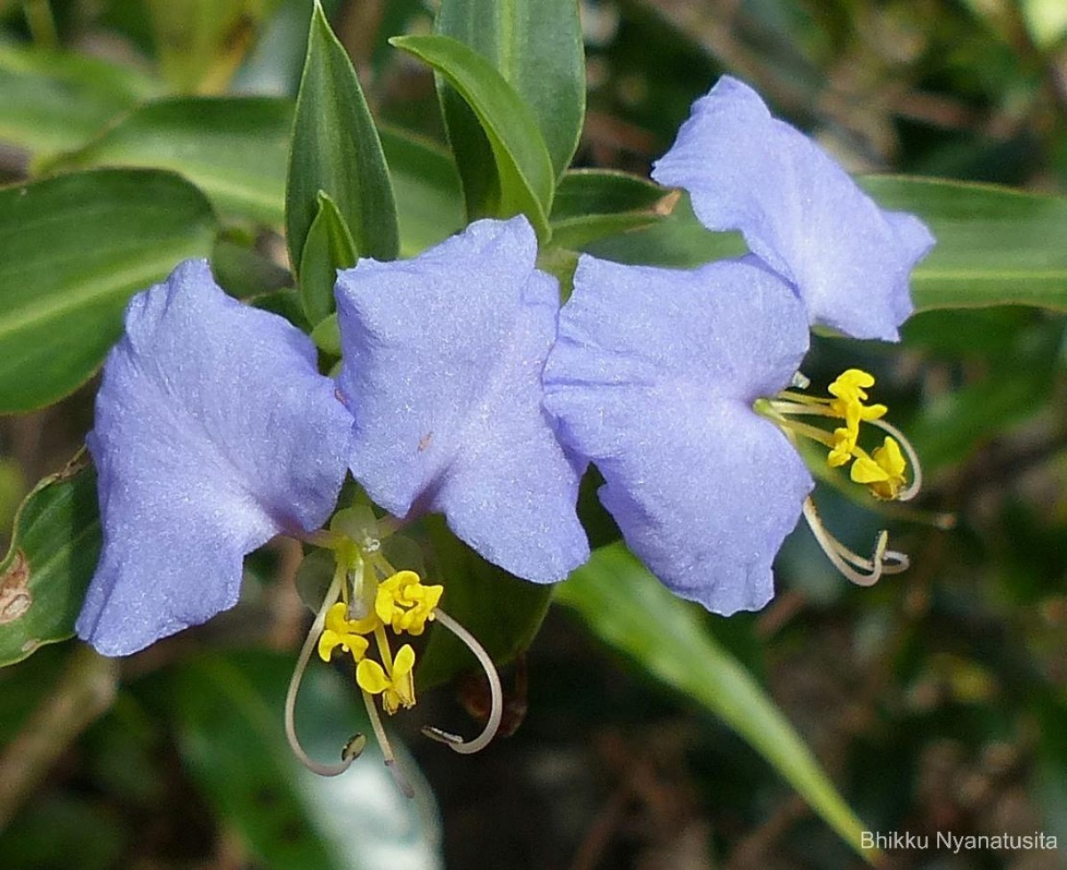 Commelina undulata R.Br.